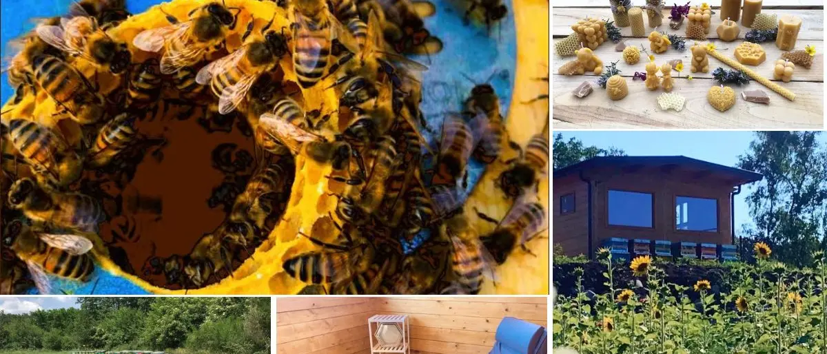 Curarsi con le api, degustazioni di miele e percorsi per le scuole: i mille volti dell’Apicoltura nel Vibonese