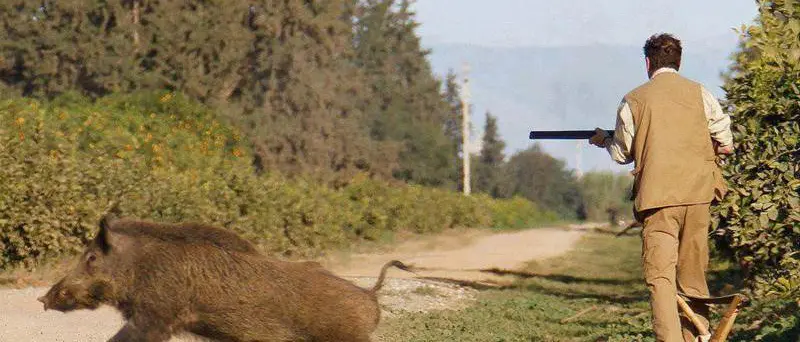 Caccia al cinghiale, il Wwf mette in guardia dalla deriva filovenatoria della Regione