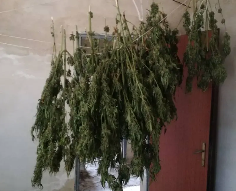 Mezzo chilo di marijuana trovata fra Monterosso e San Nicola da Crissa