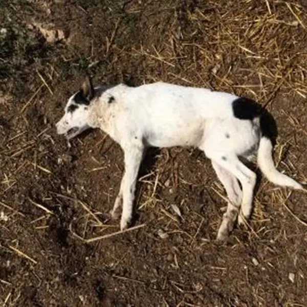 Mileto: raid al Maranathà, ucciso con un’ascia il cane del Centro