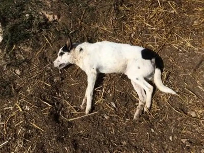 Mileto: raid al Maranathà, ucciso con un’ascia il cane del Centro