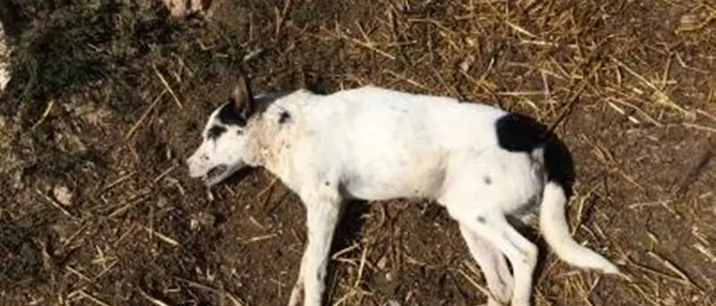 Mileto: raid al Maranathà, ucciso con un’ascia il cane del Centro