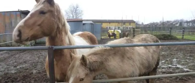 Lavoro e sicurezza alimentare: sequestri e sanzioni nel Vibonese