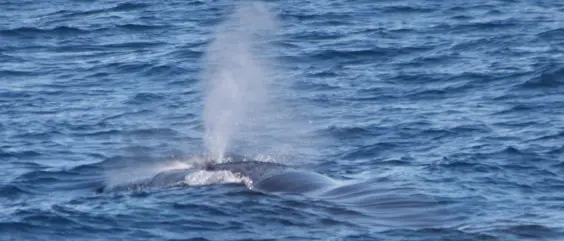 I grandi cetacei tornano nelle acque vibonesi, balenottera filmata al largo di Zambrone (VIDEO)