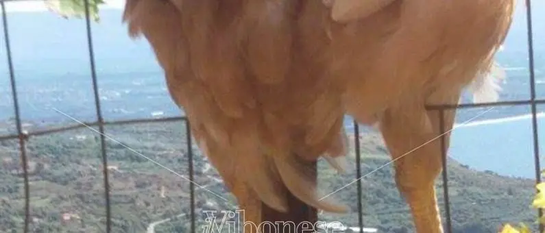 Intimidazioni a raffica a Caroniti: auto, case ed animali dati alle fiamme