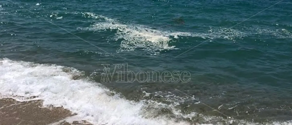 Chiazze in mare (anche) a Pizzo: il sindaco Pititto corre ai ripari - Video