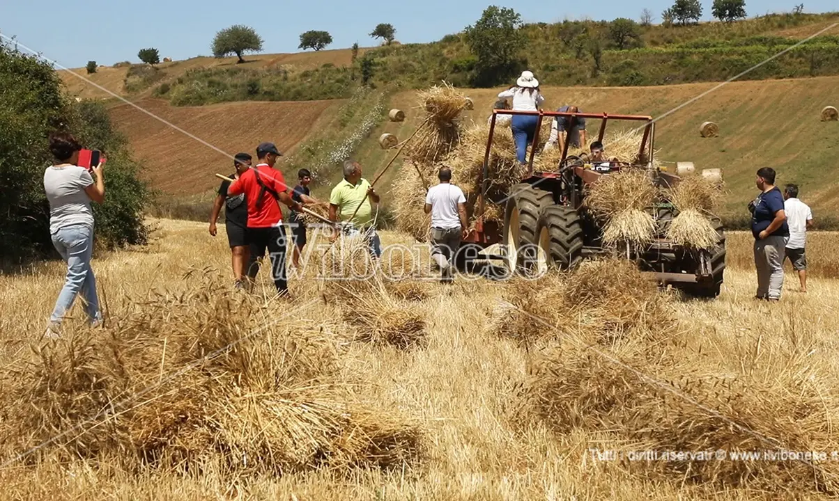 La mietitura come negli anni Sessanta: a Maierato rivivono le antiche tradizioni - Video