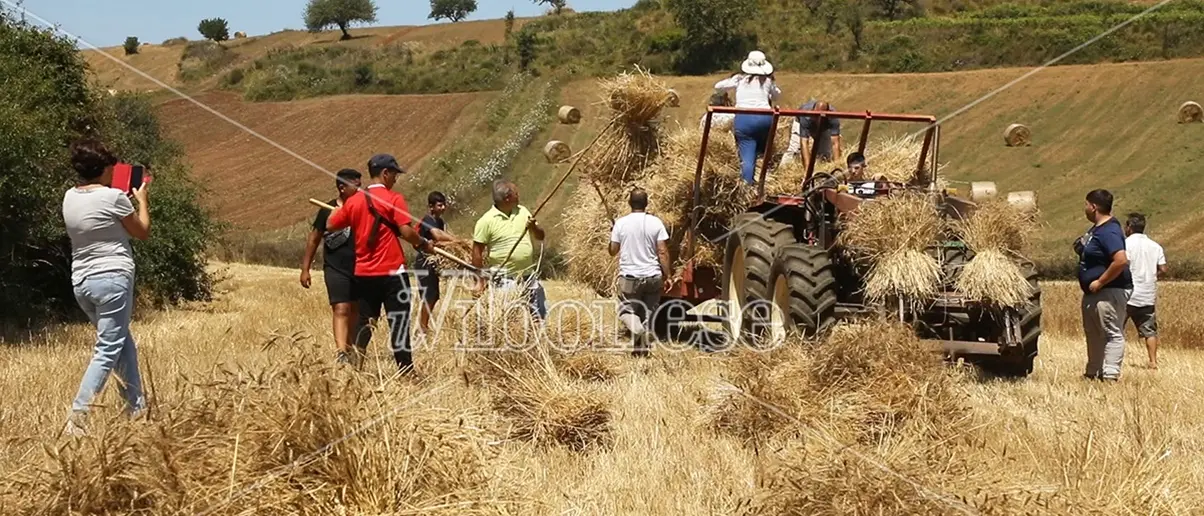 La mietitura come negli anni Sessanta: a Maierato rivivono le antiche tradizioni - Video