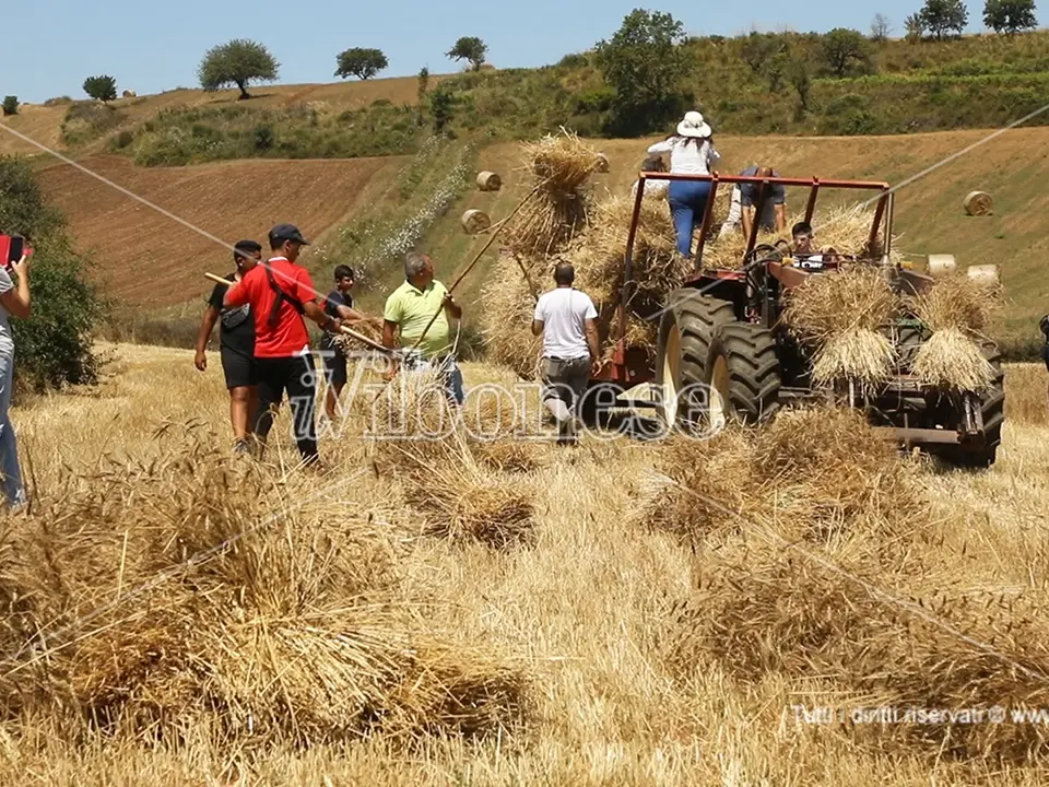 La mietitura come negli anni Sessanta: a Maierato rivivono le antiche tradizioni - Video