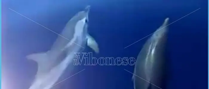 Briatico, la danza dei delfini al largo della costa (VIDEO)