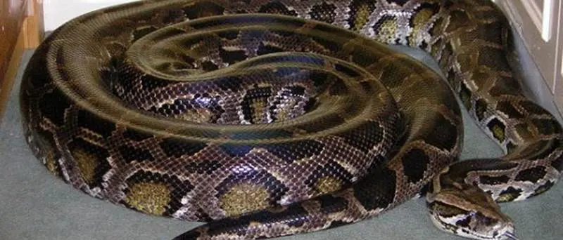 Nicotera: cercano armi e spunta fuori un pitone