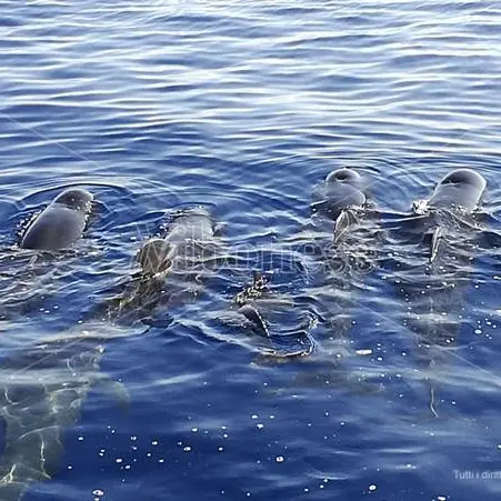 Straordinario passaggio di cetacei davanti alle coste vibonesi (VIDEO)