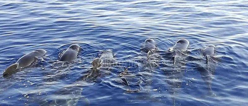 Straordinario passaggio di cetacei davanti alle coste vibonesi (VIDEO)