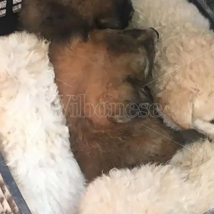 Cuccioli abbandonati a San Gregorio, il Comune: «Stanno bene, sono stati trasferiti in canile»