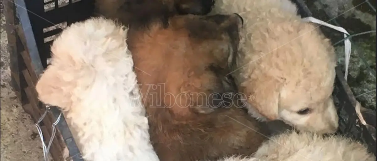 Cuccioli abbandonati a San Gregorio, il Comune: «Stanno bene, sono stati trasferiti in canile»