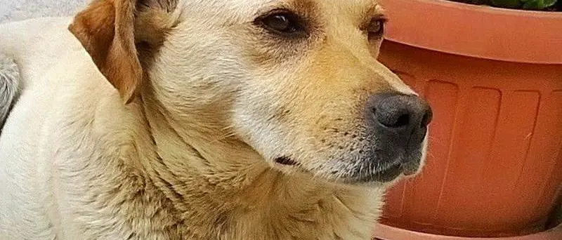 La tragica fine del cane Birillo, ucciso a colpi d'arma da fuoco a San Costantino Calabro