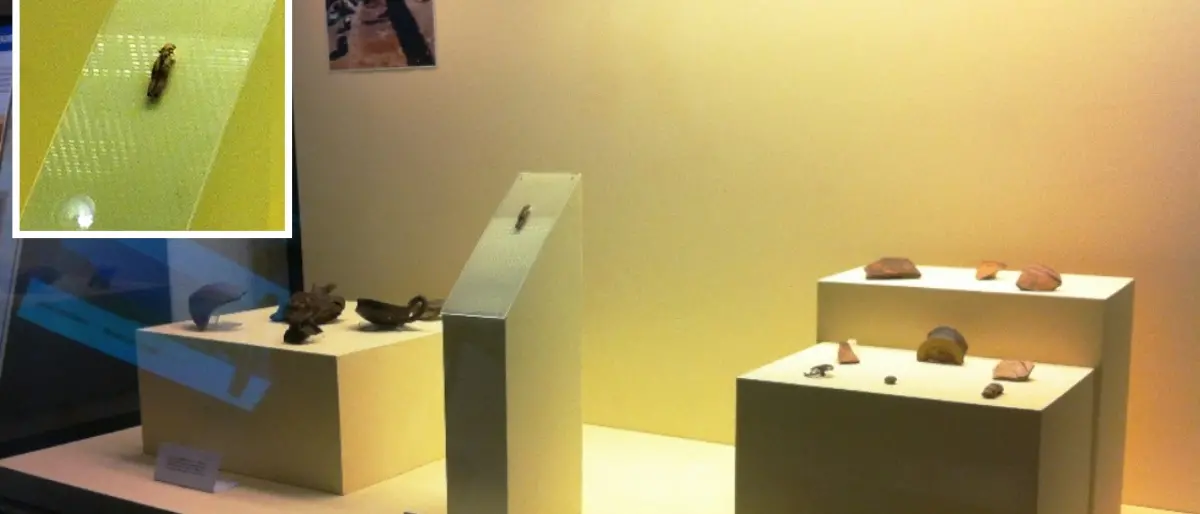 Punta di Zambrone e quell’antica statuina d’avorio giunta da Creta oltre 3500 anni fa