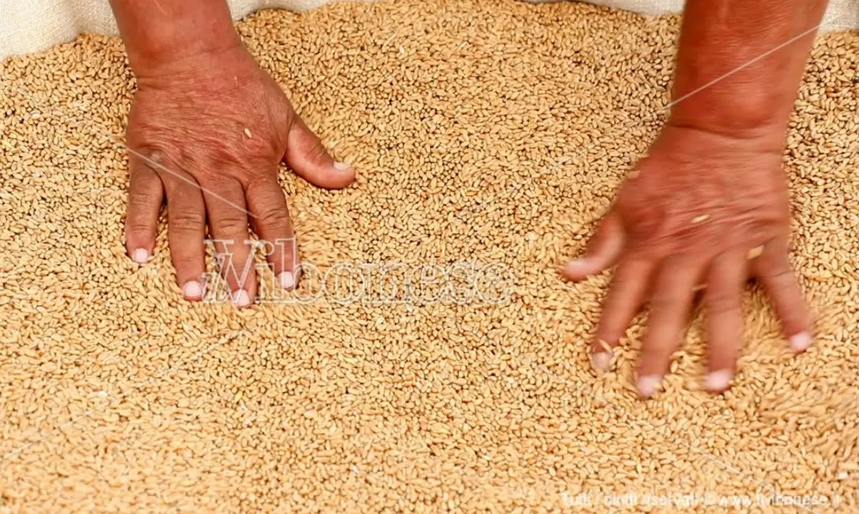 A Maierato rivive l'antica festa della trebbiatura del grano Rosìa -Video