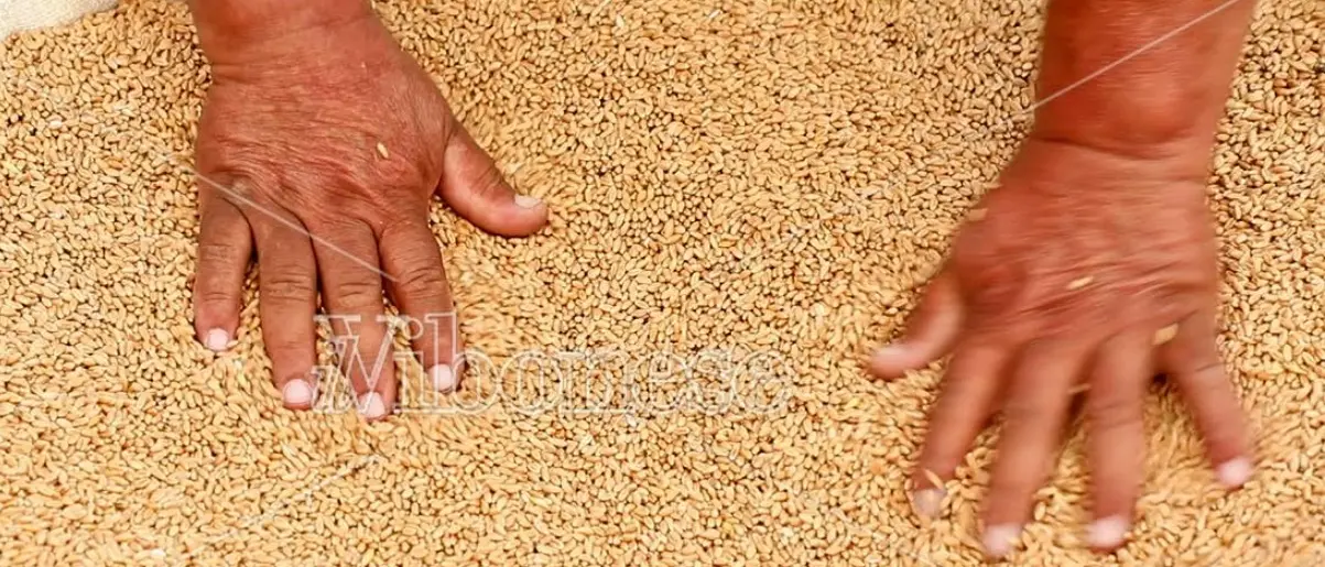 A Maierato rivive l'antica festa della trebbiatura del grano Rosìa -Video