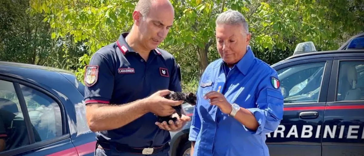 Gattino intrappolato in un’auto, salvato dai Carabinieri del 14º Battaglione Calabria -Video