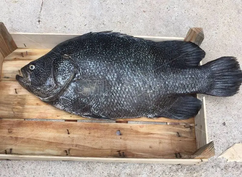 Il mare vibonese riserva nuove sorprese, catturato un rarissimo Pesce Foglia