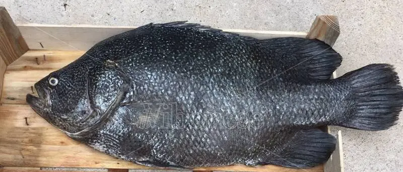 Il mare vibonese riserva nuove sorprese, catturato un rarissimo Pesce Foglia