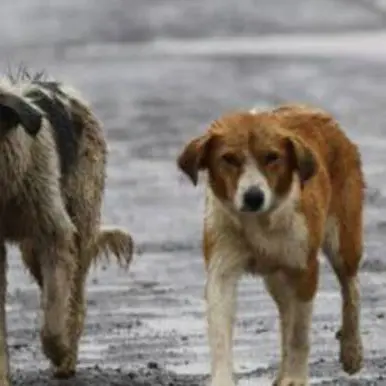 Randagismo e tutela dell'ambiente, evento in programma a Vibo Marina