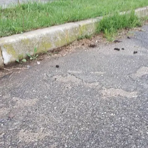 Vibo Marina, il parcheggio della scuola è una lettiera per cani. Genitori imbufaliti: «Fotografiamo i “lordazzi”»