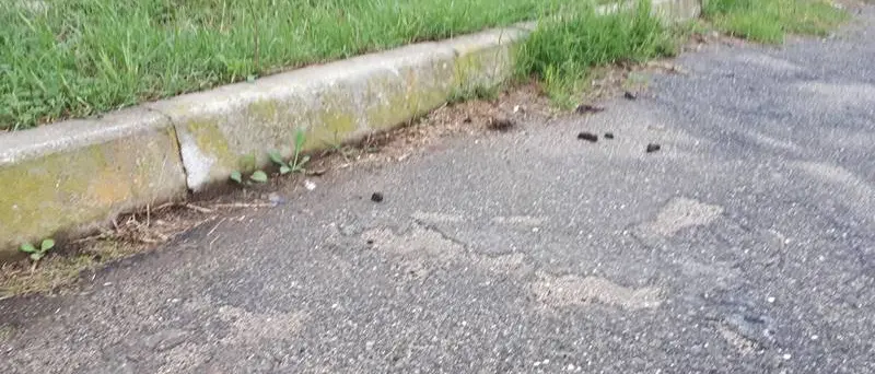 Vibo Marina, il parcheggio della scuola è una lettiera per cani. Genitori imbufaliti: «Fotografiamo i “lordazzi”»