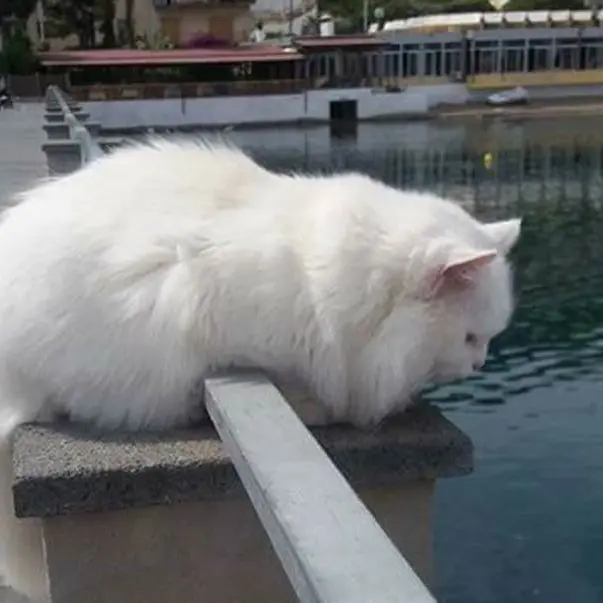 Un incidente causa la morte del gatto bianco che era la mascotte di Vibo Marina