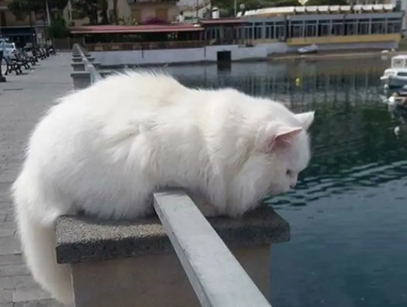 Un incidente causa la morte del gatto bianco che era la mascotte di Vibo Marina