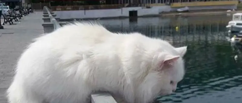 Un incidente causa la morte del gatto bianco che era la mascotte di Vibo Marina