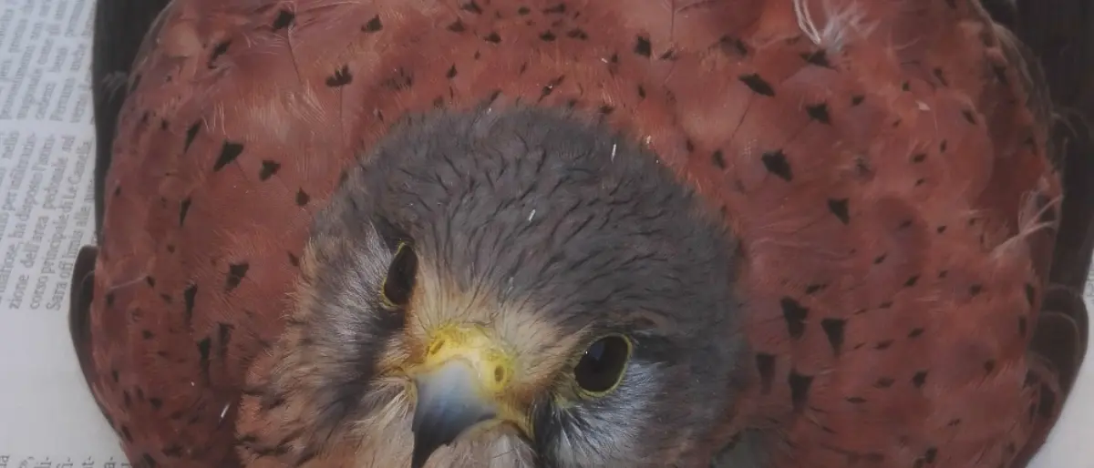 Un gabbiano e un falco ferito salvati nel Vibonese grazie a Wwf e forestali