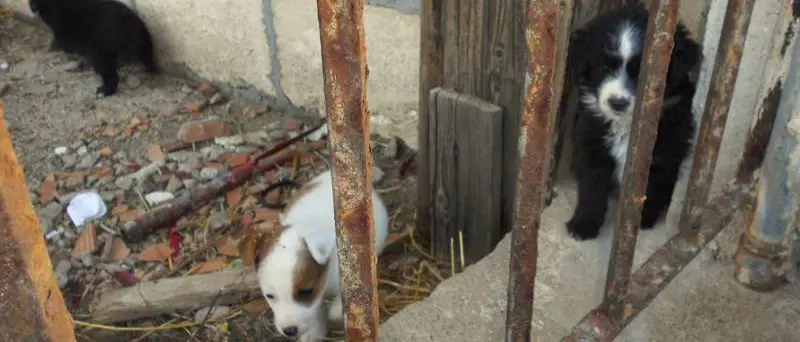 Vagavano infreddoliti e spaventati: cuccioli recuperati dai pescatori a Briatico
