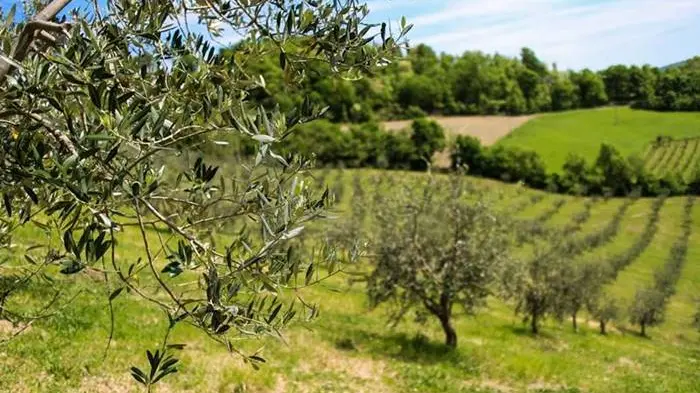 Uliveto Azienda Agricola Valturio
