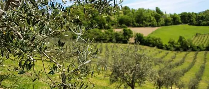 Incidente nel Vibonese, cade con l’auto in un burrone e muore