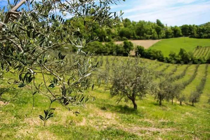 Uliveto Azienda Agricola Valturio