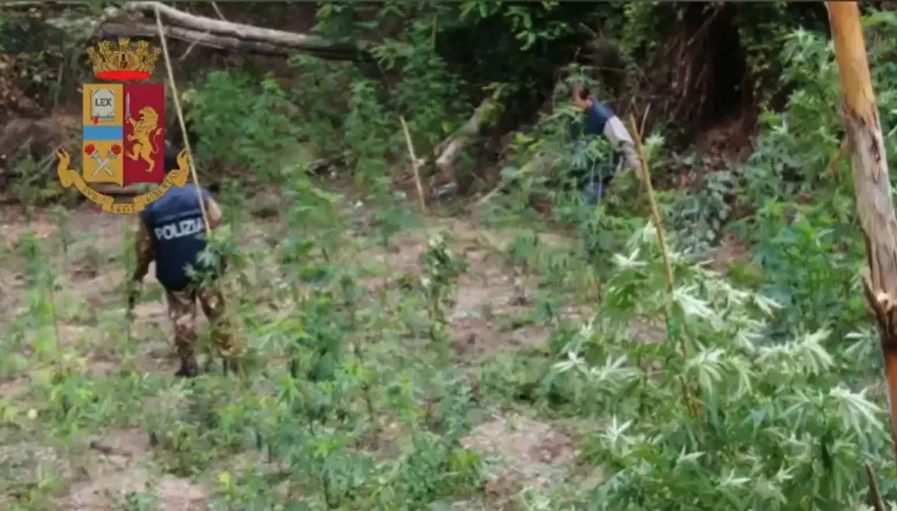 Sequestrata una piantagione di marijuana nelle Serre vibonesi: avrebbe fruttato 220mila euro -Video