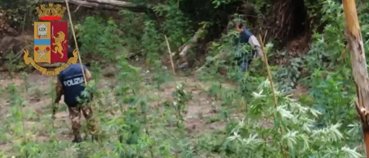 Sequestrata una piantagione di marijuana nelle Serre vibonesi: avrebbe fruttato 220mila euro -Video
