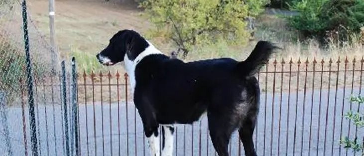 Fa ritrovare il corpo senza vita del suo padrone, la triste storia del bastardino Freccia