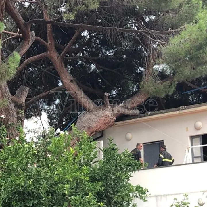 Maltempo, violento nubifragio si abbatte sul Vibonese: strade allagate e alberi divelti – Video