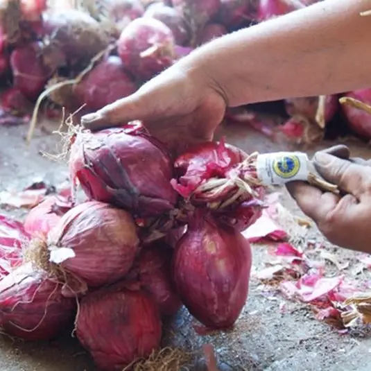 A Briatico produttori di cipolla ancora senz'acqua, Coldiretti: «Ritardi imbarazzanti»