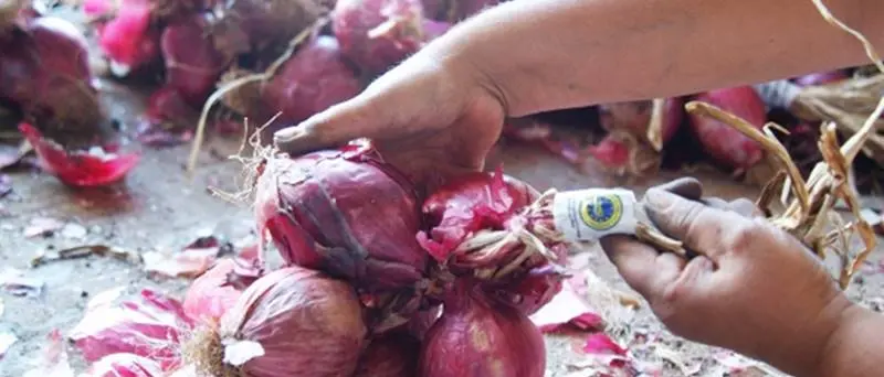 A Briatico produttori di cipolla ancora senz'acqua, Coldiretti: «Ritardi imbarazzanti»