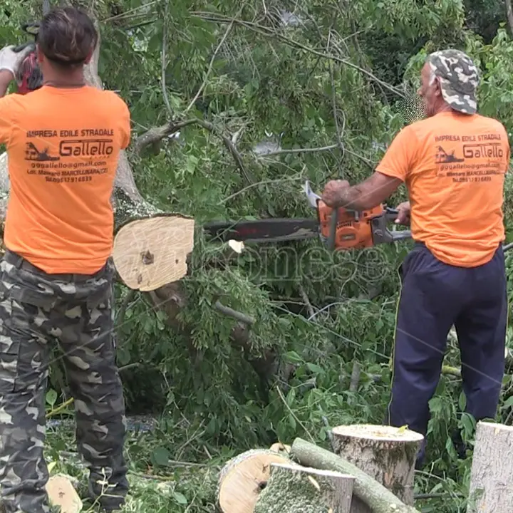 Alberi abbattuti in piazza Spogliatore a Vibo, il Wwf arriva troppo tardi: «Uno scempio» - Video