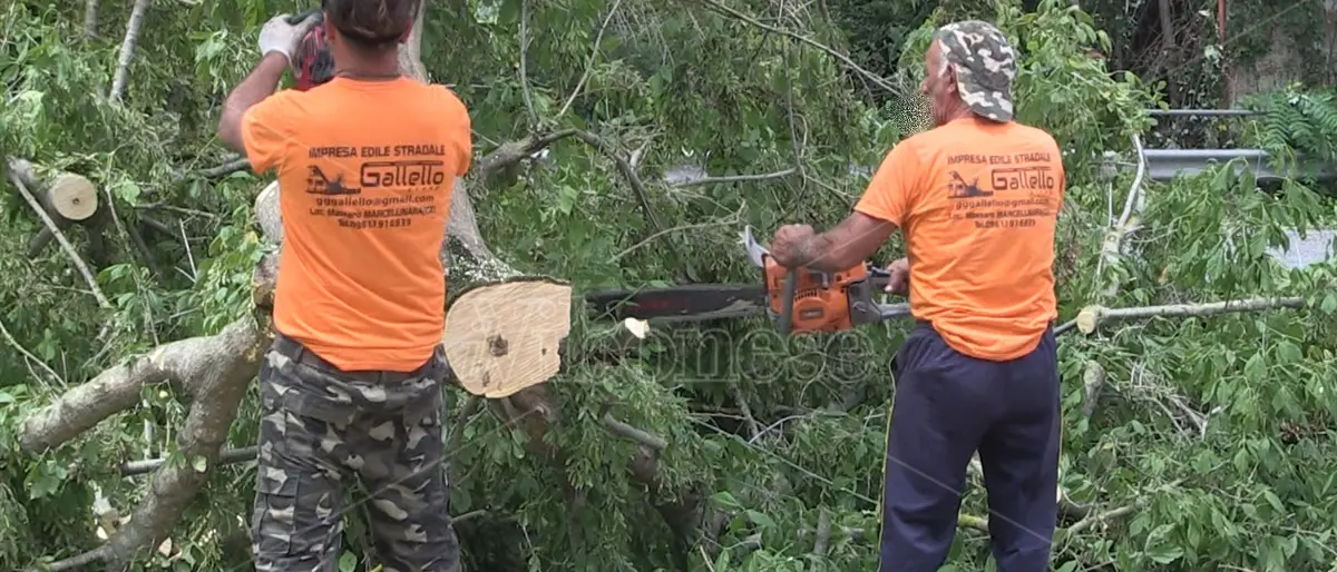 Taglio degli alberi a Vibo, Claudia Gioia al Comune: «Superficiali e arroganti»