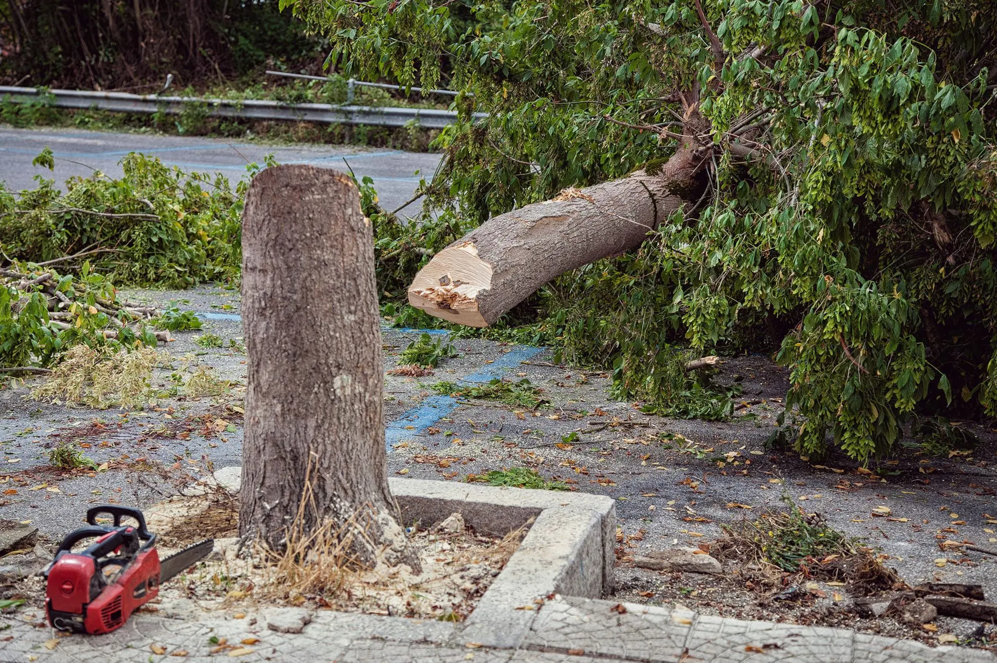 Alberi tagliati e natura in pericolo in piena primavera, Paolillo: «Perché tanto accanimento contro il verde?»