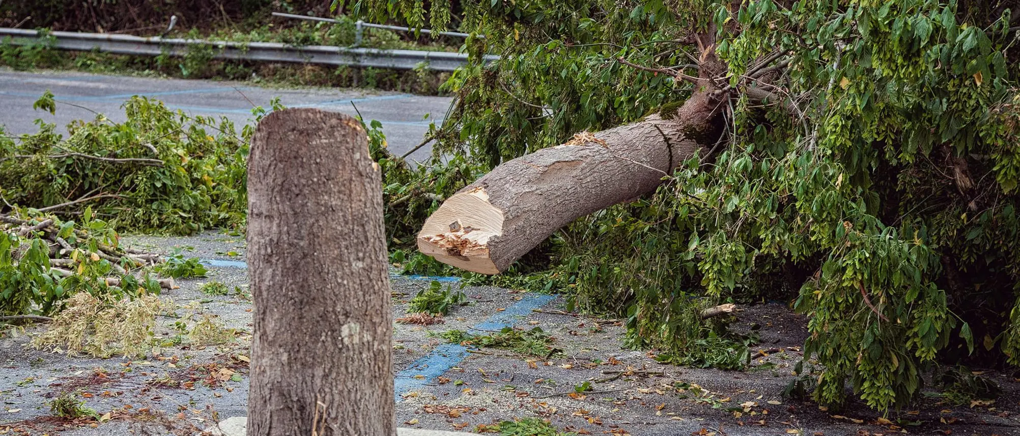 Alberi tagliati e natura in pericolo in piena primavera, Paolillo: «Perché tanto accanimento contro il verde?»