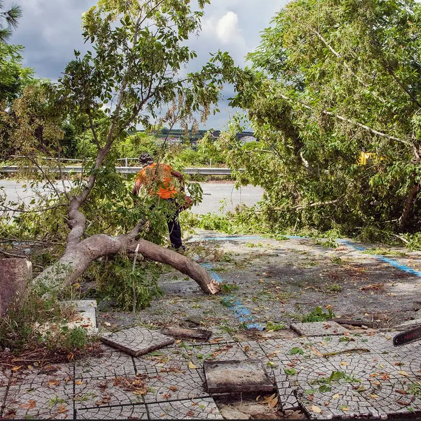Vibo, Coraggio Italia contro il taglio degli alberi in piazza Spogliatore: «Basta scempi»