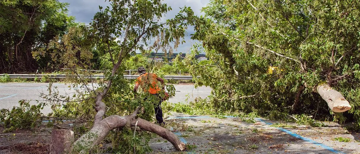 Vibo, Coraggio Italia contro il taglio degli alberi in piazza Spogliatore: «Basta scempi»