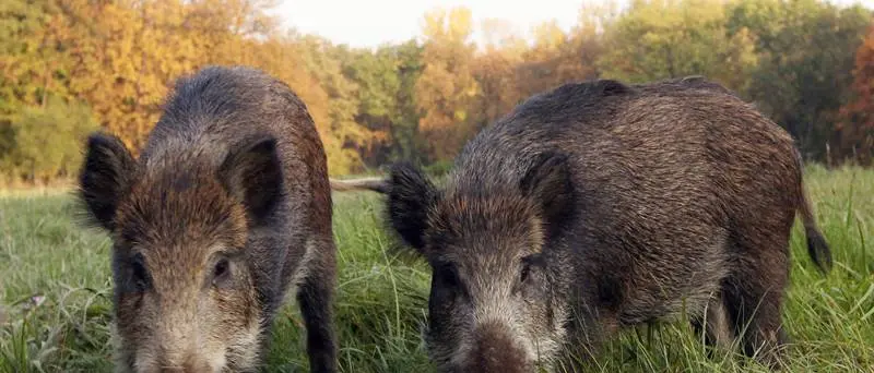 Emergenza cinghiali nel Vibonese, il comitato scrive alla Regione
